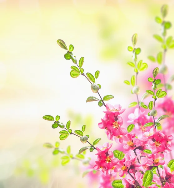 Spring summer nature background with Pink blooming bush, floral corner border
