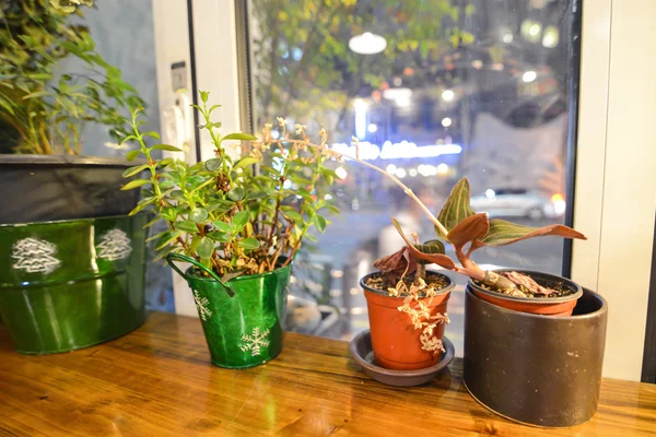 Beautiful little plants with city lights at the background in Seoul