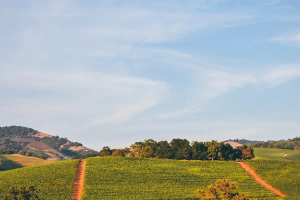 NORTHERN CALIFORNIA, USA - CIRCA 2011: vineyards in Northern California, USA circa summer 2011.