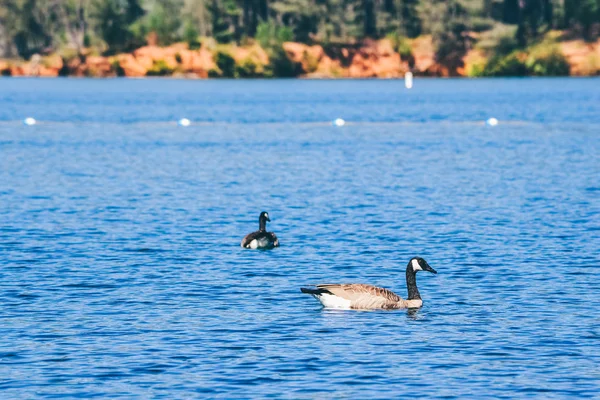 NORTHERN CALIFORNIA, USA - CIRCA 2011: goose on the Whiskeytown Lake in Northern California, USA circa summer 2011.