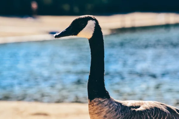 NORTHERN CALIFORNIA, USA - CIRCA 2011: goose on the Whiskeytown Lake in Northern California, USA circa summer 2011.