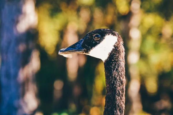 NORTHERN CALIFORNIA, USA - CIRCA 2011: goose on the Whiskeytown Lake in Northern California, USA circa summer 2011.