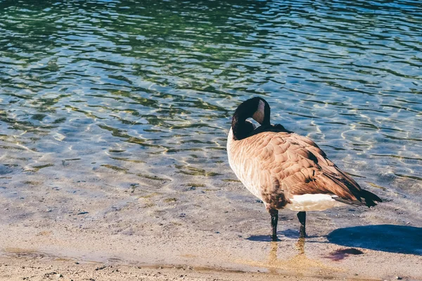 NORTHERN CALIFORNIA, USA - CIRCA 2011: goose on the Whiskeytown Lake in Northern California, USA circa summer 2011.