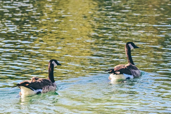 NORTHERN CALIFORNIA, USA - CIRCA 2011: goose on the Whiskeytown Lake in Northern California, USA circa summer 2011.