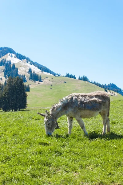 Donkey in a pasture in the mountains. Mountain pastures in Switzerland. Young donkey at eating the grass.