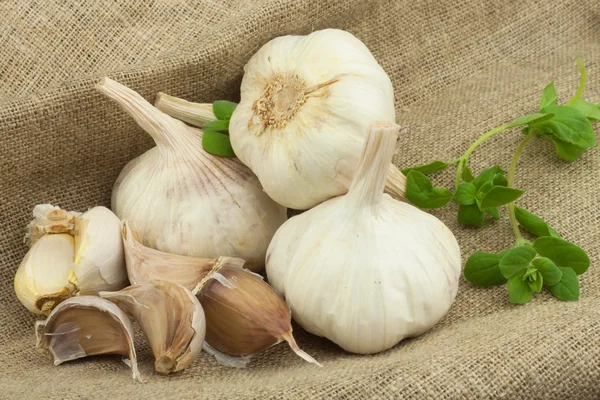 Superfood garlic. Domestic cultivation garlic. Traditional natural cure for blood pressure and flu. Garlic on the kitchen table. garlic bulbs