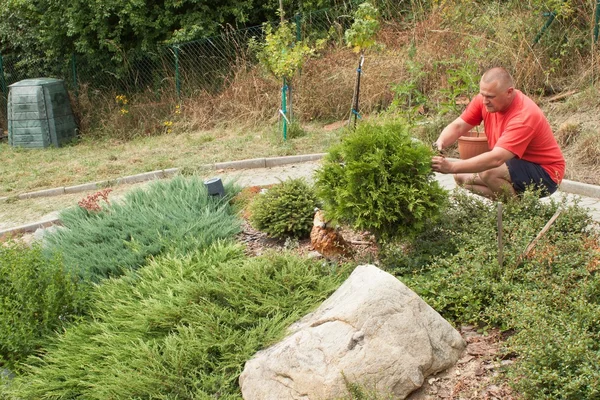 Man working in garden. Gardener offsets flowers. Man gardener cutting plants with garden scissors.