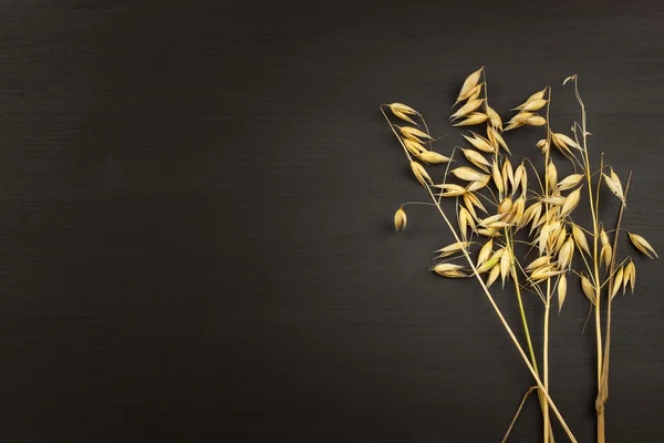 Corn on the dark wooden background. The concept of agriculture and bakery.