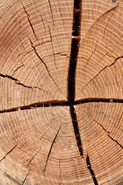 Wood circle texture slice background. Tree rings.