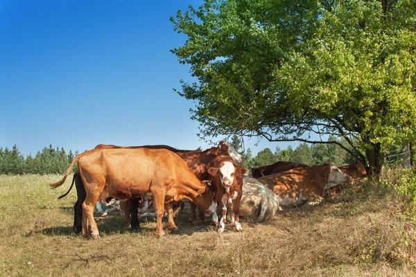 Cows are hiding in the shade of bushes. Sunny day on the farm. Midday heat pastures. Breeding cows on a rural farm in the Czech Republic.