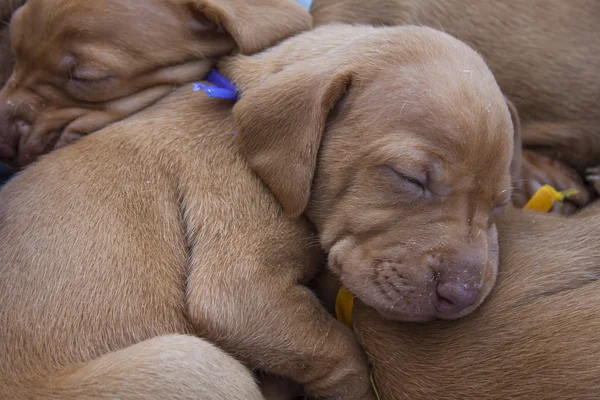 Tired sleeping puppy, Hungarian Pointer, Vizsla, detail