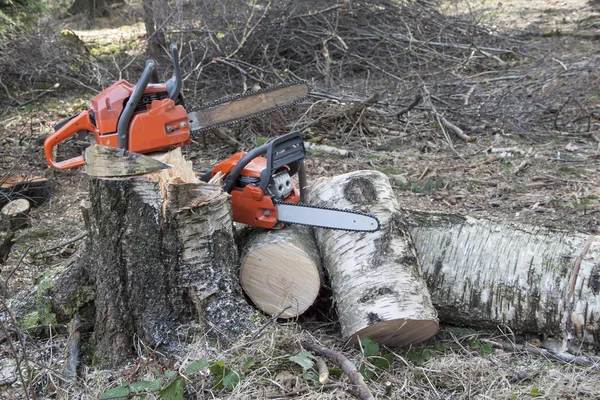 Chainsaw ready to work, felled birch