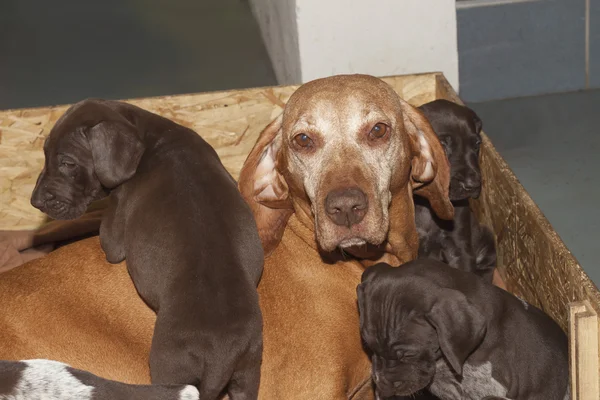 Surrogate mother, female hound Hungarian pointer cares about German shorthaired pointer puppy