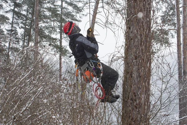Arborist sawing wood chainsaw at the height in a snowstorm, dangerous work