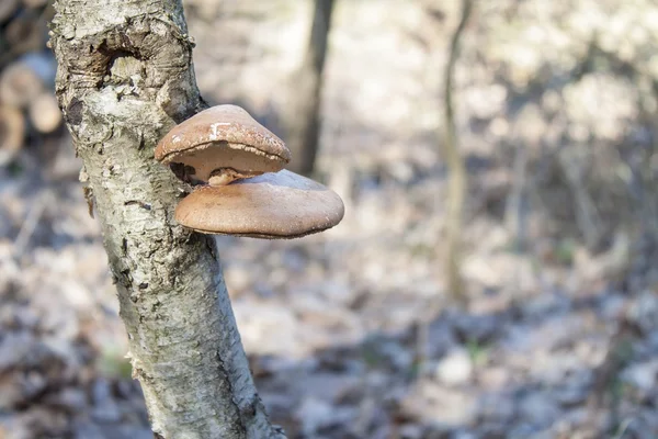 Birch Polypore - Piptoporus betulinus on Birch tree - Betula pendula. The fungi will help the tree to decay and return the nutrients to the soil. Blurred background