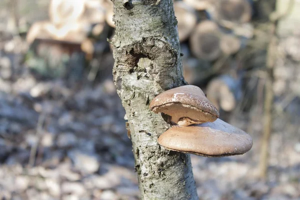 Birch Polypore - Piptoporus betulinus on Birch tree - Betula pendula. The fungi will help the tree to decay and return the nutrients to the soil. Blurred background