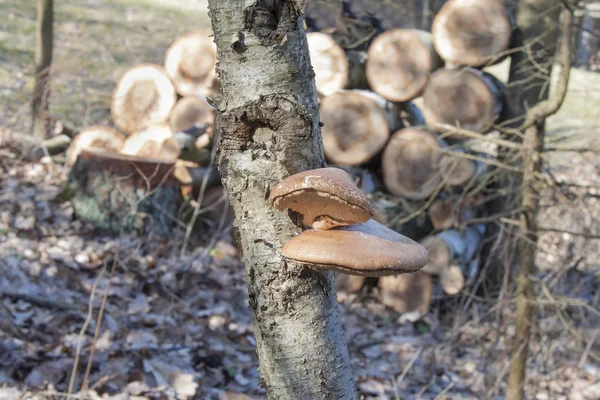 Birch Polypore - Piptoporus betulinus on Birch tree - Betula pendula. The fungi will help the tree to decay and return the nutrients to the soil. Blurred background