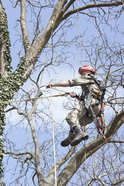 An arborist using a chainsaw to cut a walnut tree, tree pruning