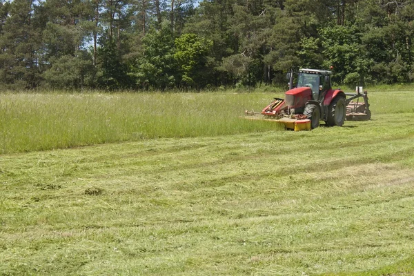 Summer day, red tractor mows the lawn for animal feed on the farm.