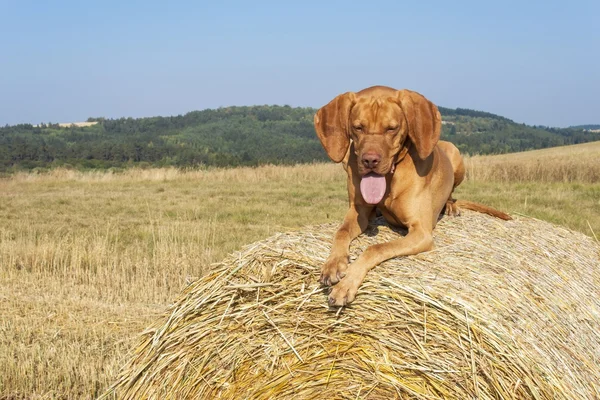 Hungarian Pointer Viszla on the harvested field on a hot summer day. Dog sitting on straw. Morning sunlight in a dry landscape.