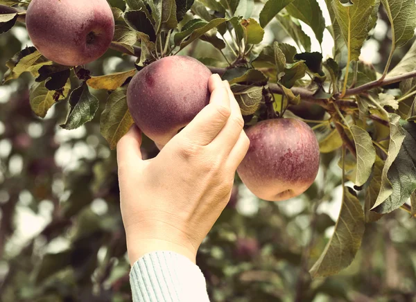 Hand picking apples