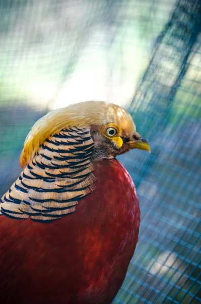 Golden pheasant in the nature of the country.