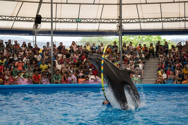 PHUKET THAILAND - JAN 9, 2016 : Performance of clever dolphins i