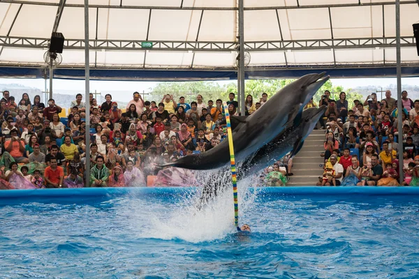 PHUKET THAILAND - JAN 9, 2016 : Performance of clever dolphins i
