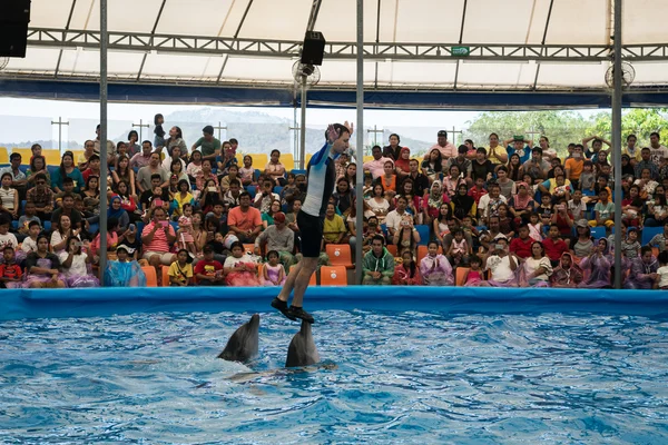 PHUKET THAILAND - JAN 9, 2016 : Performance of clever dolphins w