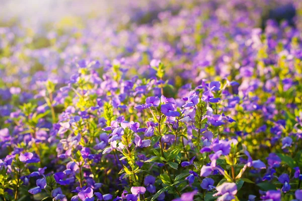 Brazilian Snapdragon or Blue Hawaii flower in the meadow