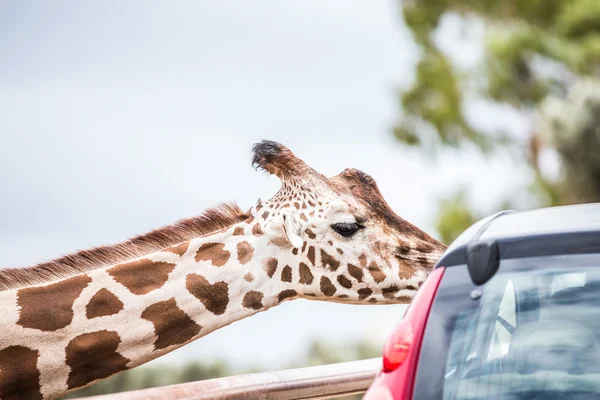 Wild animals during a Safari