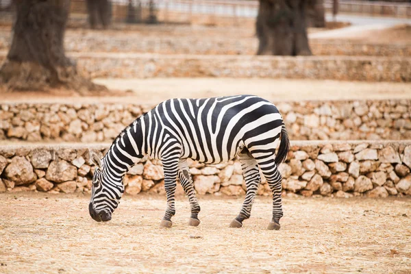 Wild animals during a Safari