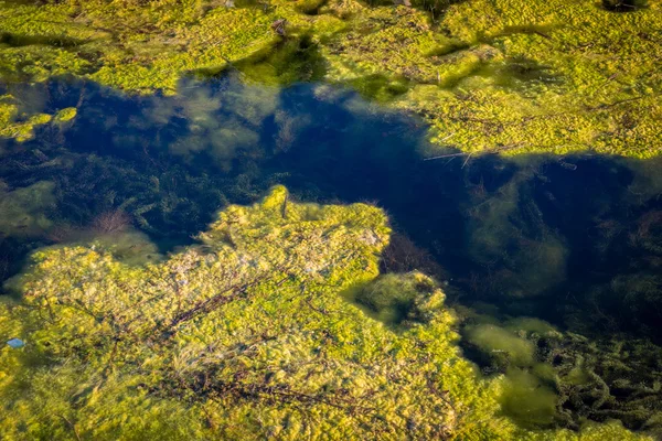 Nature and water pollution. Algae and seaweed in the water channel.