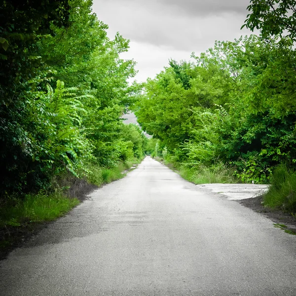 Long deserted road in green forest