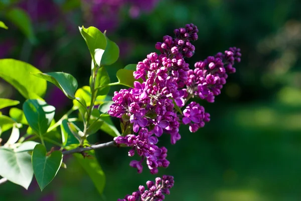 Bunch of violet lilac flower