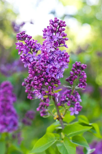 Bunch of violet lilac flower