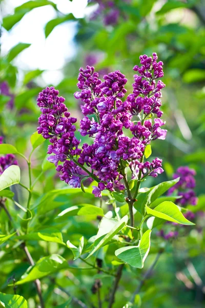 Purple lilac bush blooming