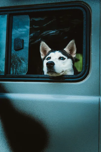 Sad dog Husky looks out of the window while sitting in the car