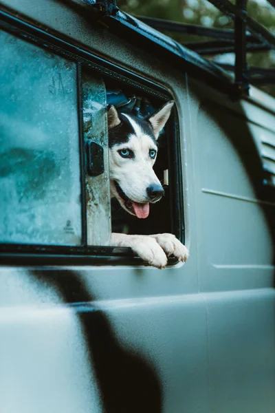 Sad dog Husky looks out of the window while sitting in the car