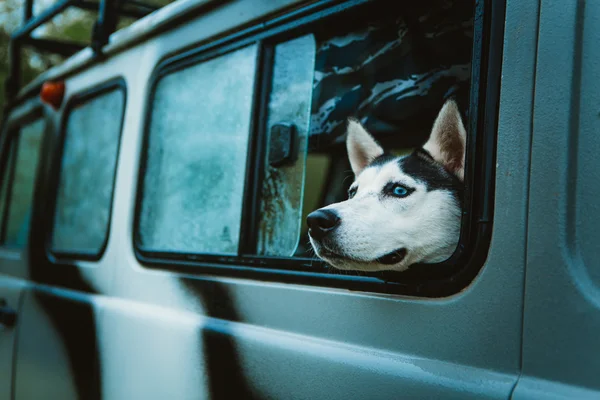 Sad dog Husky looks out of the window while sitting in the car