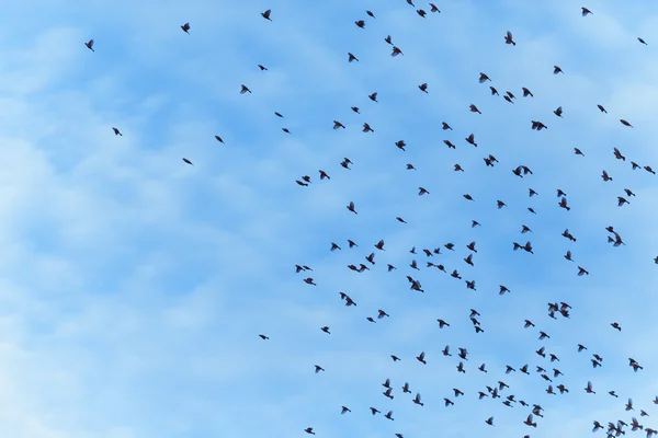 Large flock of birds is flying
