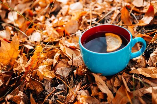 Blue cup of coffee or tea on leaves autumn forest with sun lighting background