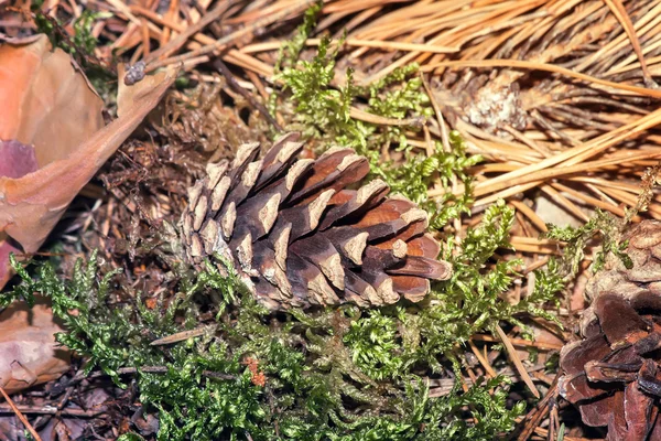 Pine cones on the ground, fallen from the trees.