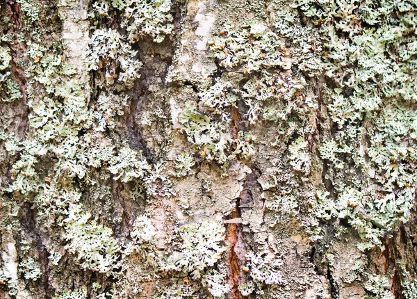 The trunk of an old tree foreground ( background image).