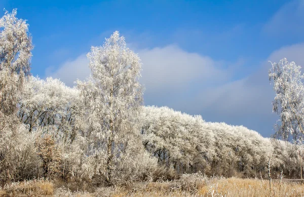 Winter landscape: trees in the frost.