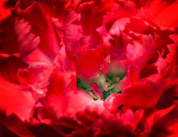 Beautiful flower bright red carnations presents closeup