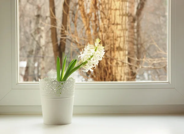 White hyacinth on the window