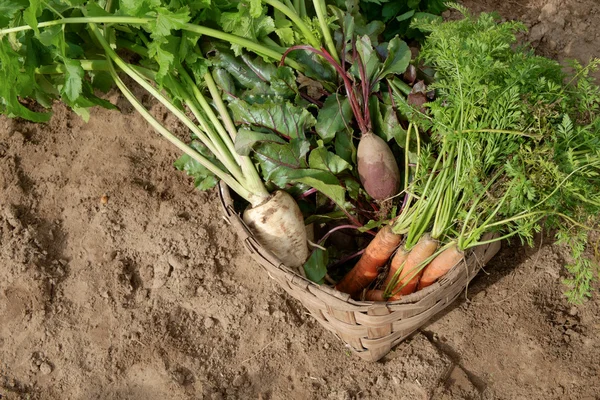 Carrots beets and parsnips in garden