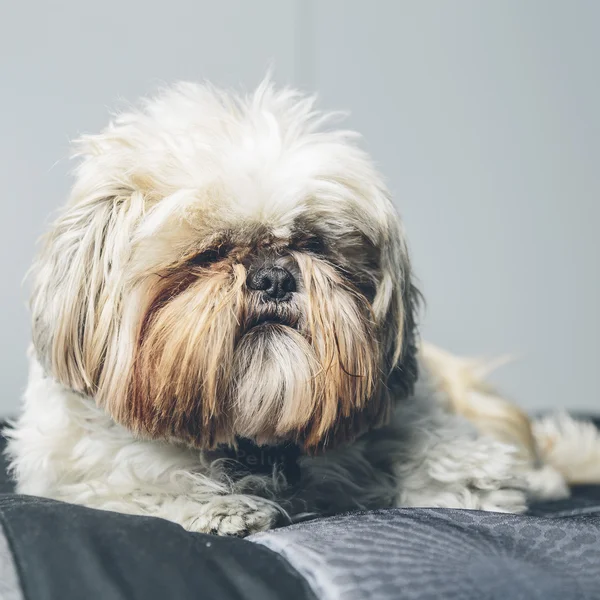 Furry cute dog on a serious portrait