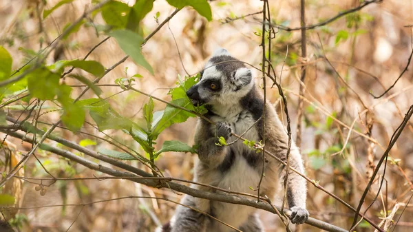 Lemur eating leaves on a brown forest background